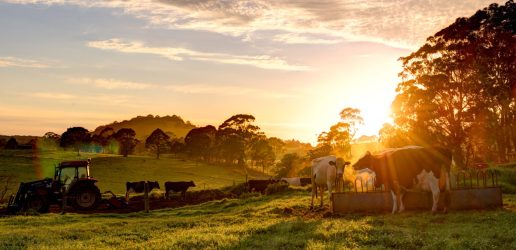 Cow in field as sun sets