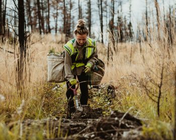 A forester plants a tree in a woodland.