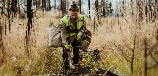 A forester plants a tree in a woodland.