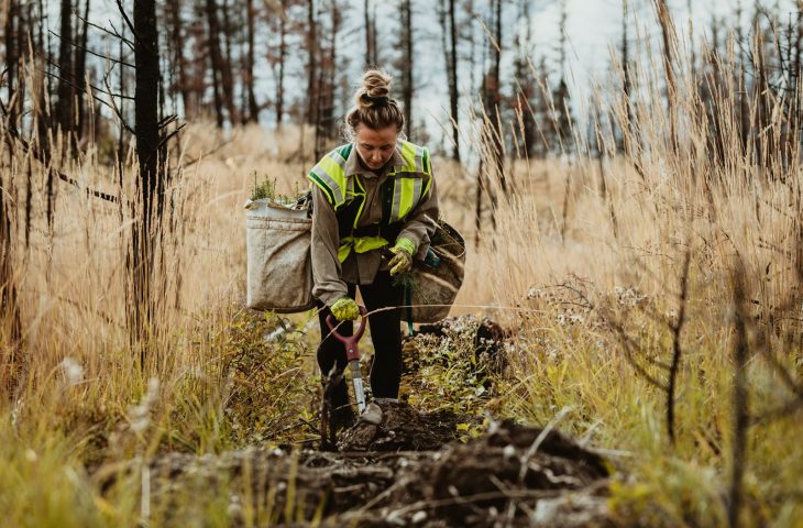 A forester plants a tree in a woodland.
