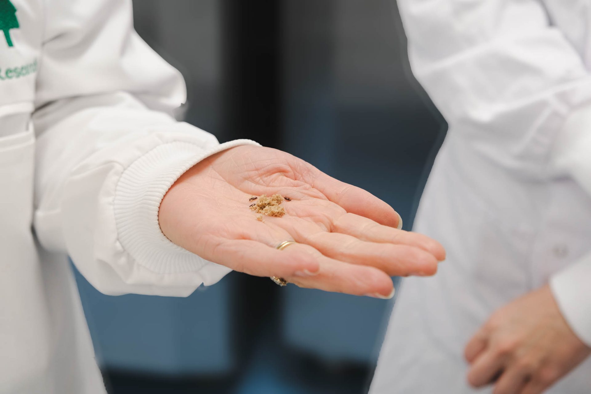Live beetles in palm of hand along with sawdust. 