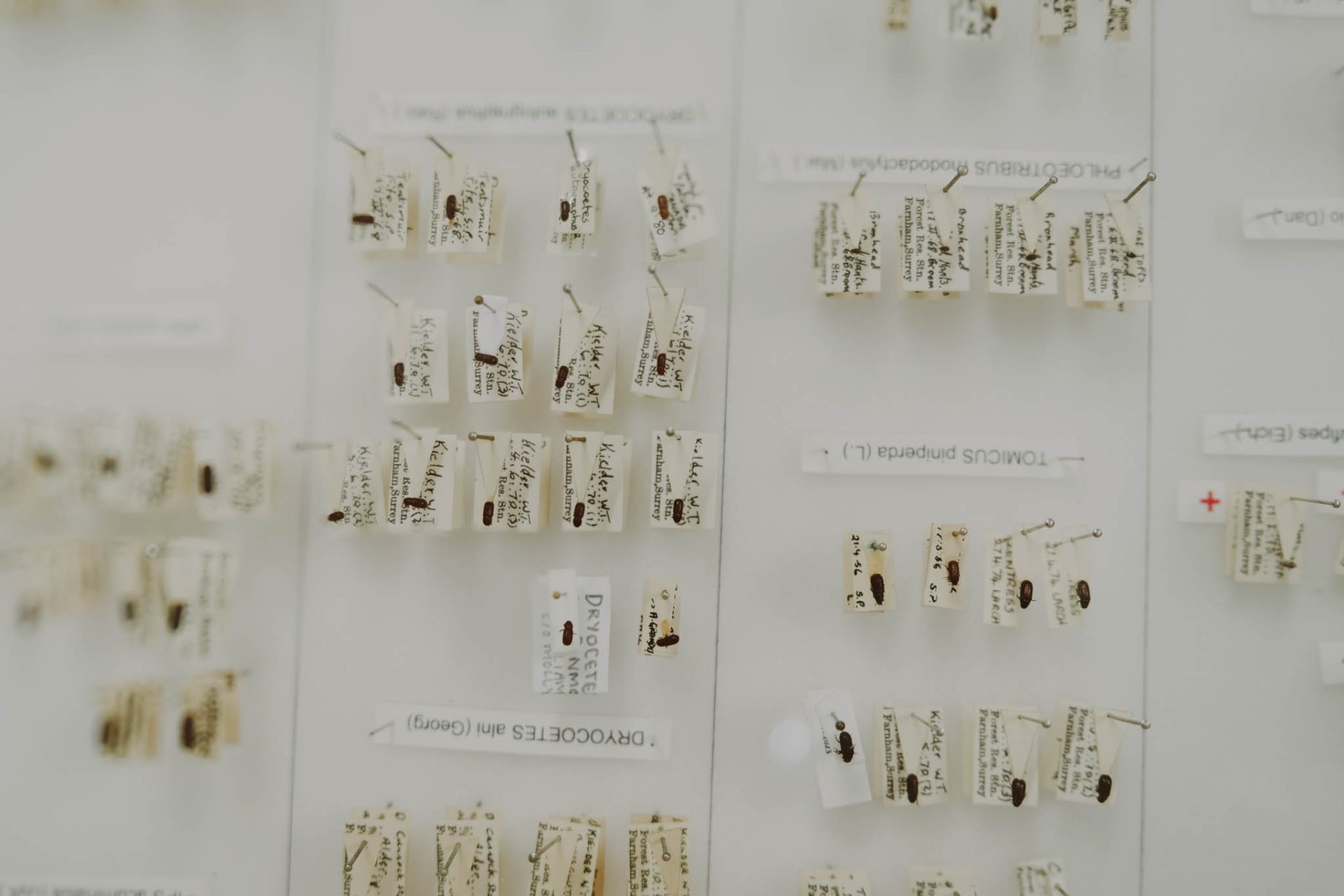 Bark beetles pinned with name labels. 