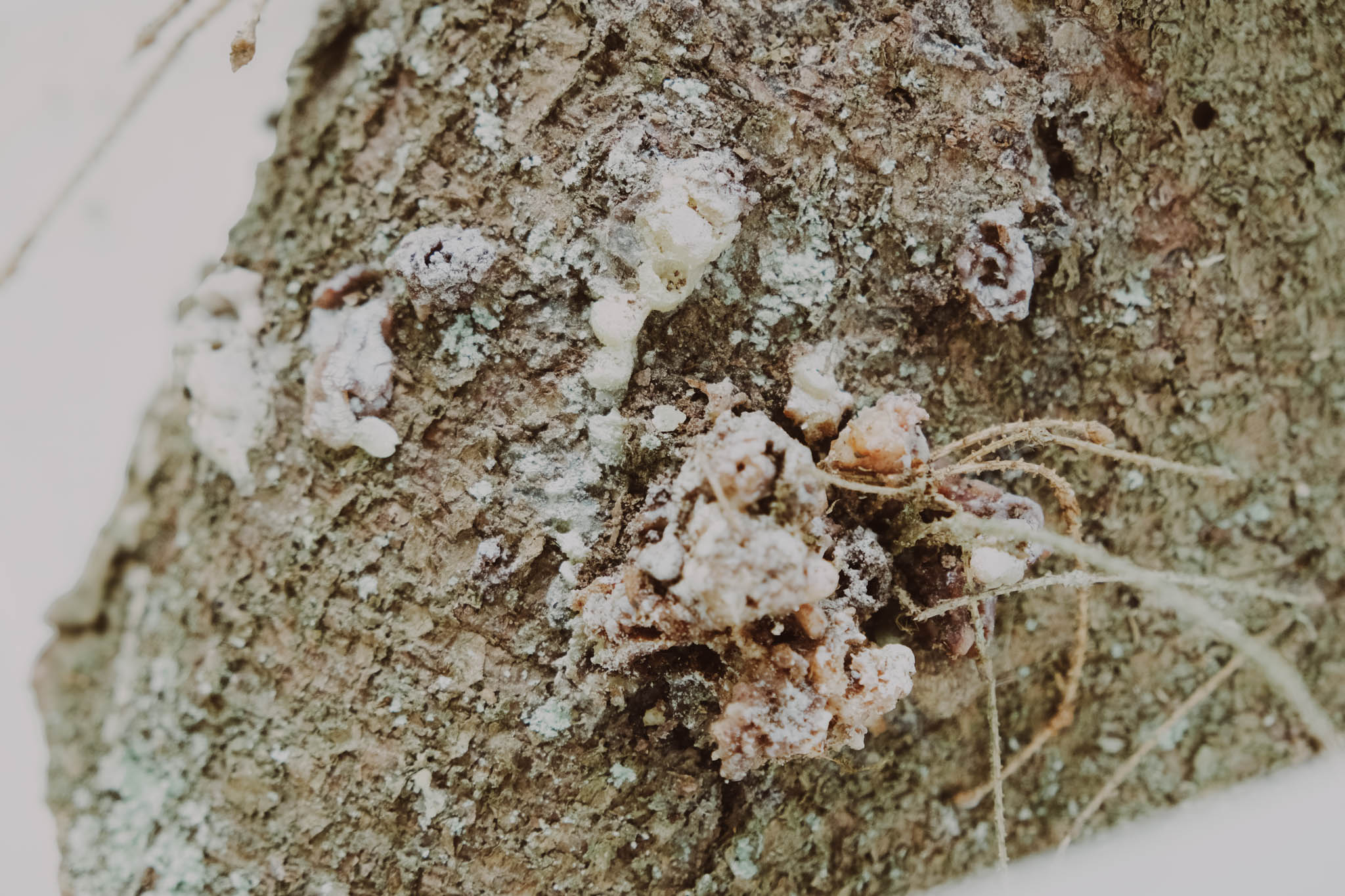 Log with resin tubes caused by Dendroctonus micans.