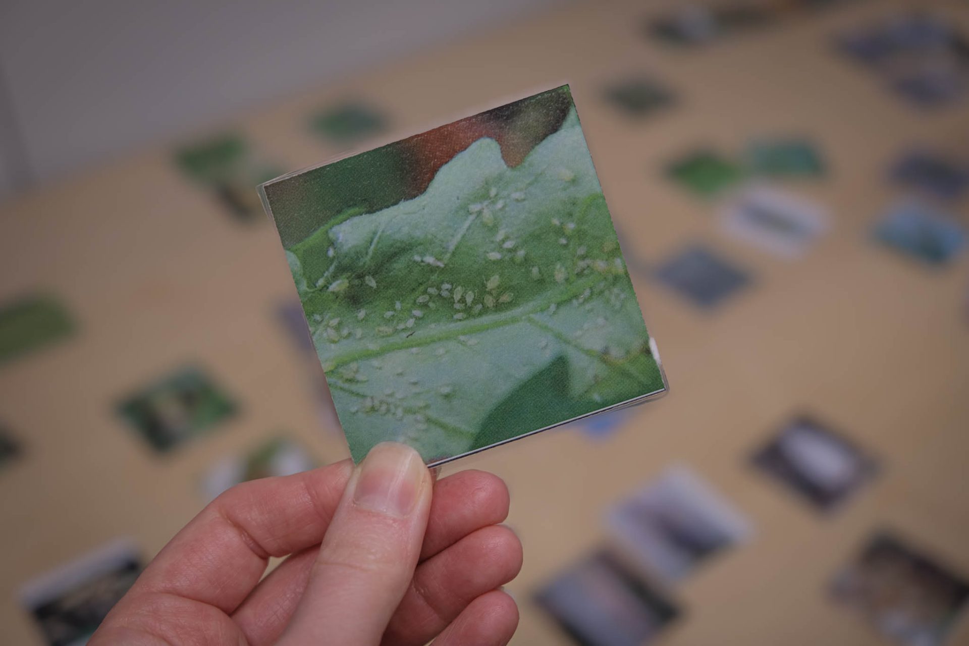 Hand holding image of pests on leaf.
