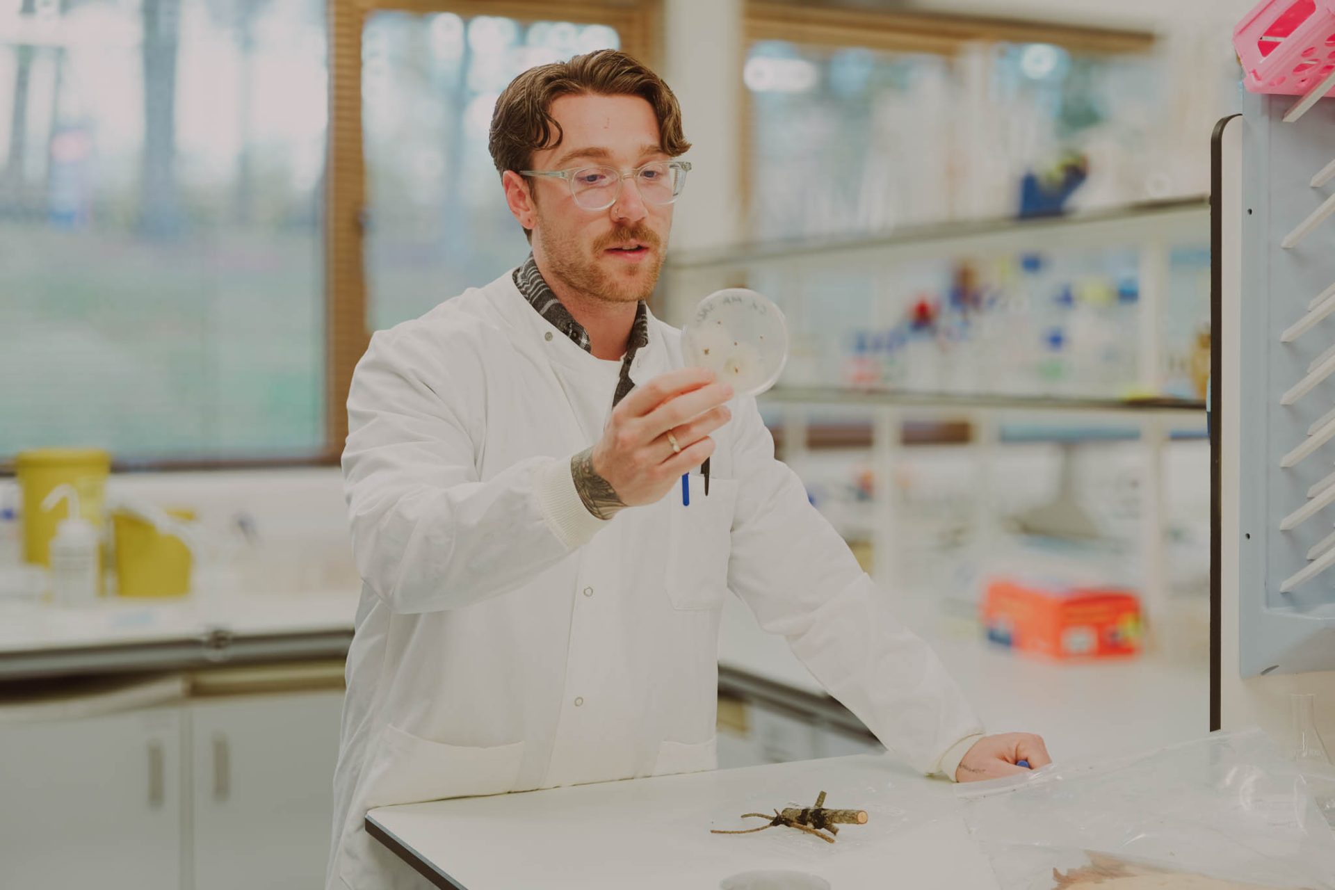 Lab technician looks at pathogen in petri dish. 
