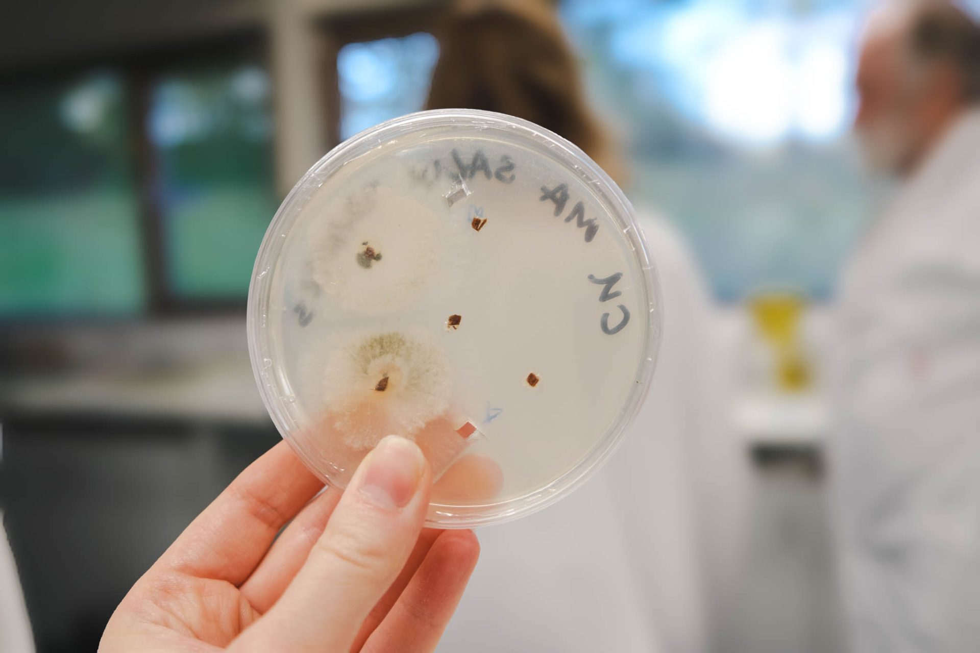 Petri dish showing growth of pathogen. 