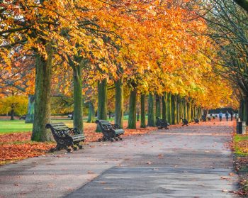 A view of trees in a park with a path through the middle. The trees have orange foliage, it is autumnal.