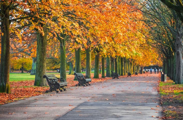 A view of trees in a park with a path through the middle. The trees have orange foliage, it is autumnal.