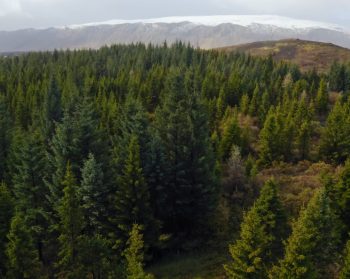 An aerial view of conifer trees with a snow capped mountain in the background.
