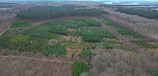 Aerial shot of woodland featured in trials