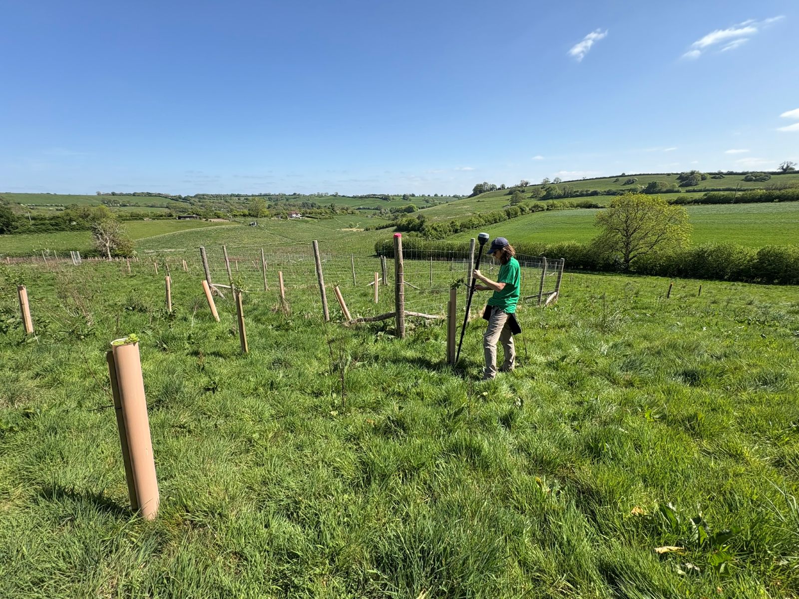 A Forest Research worker is standing by a planted tree around deer fencing, recording data. 