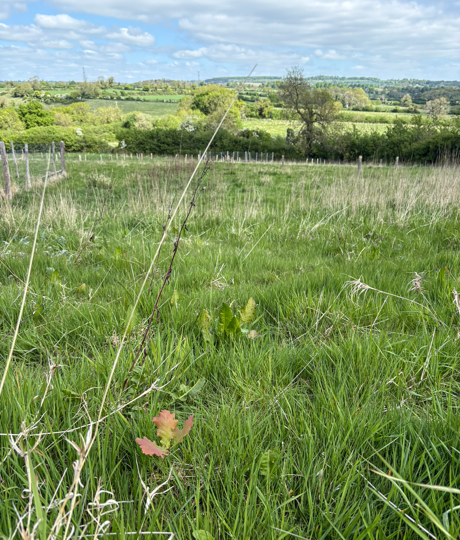 An oak seedling sprouts from the lush green foreground with trees and rolling hillside in the background with a blue sky.