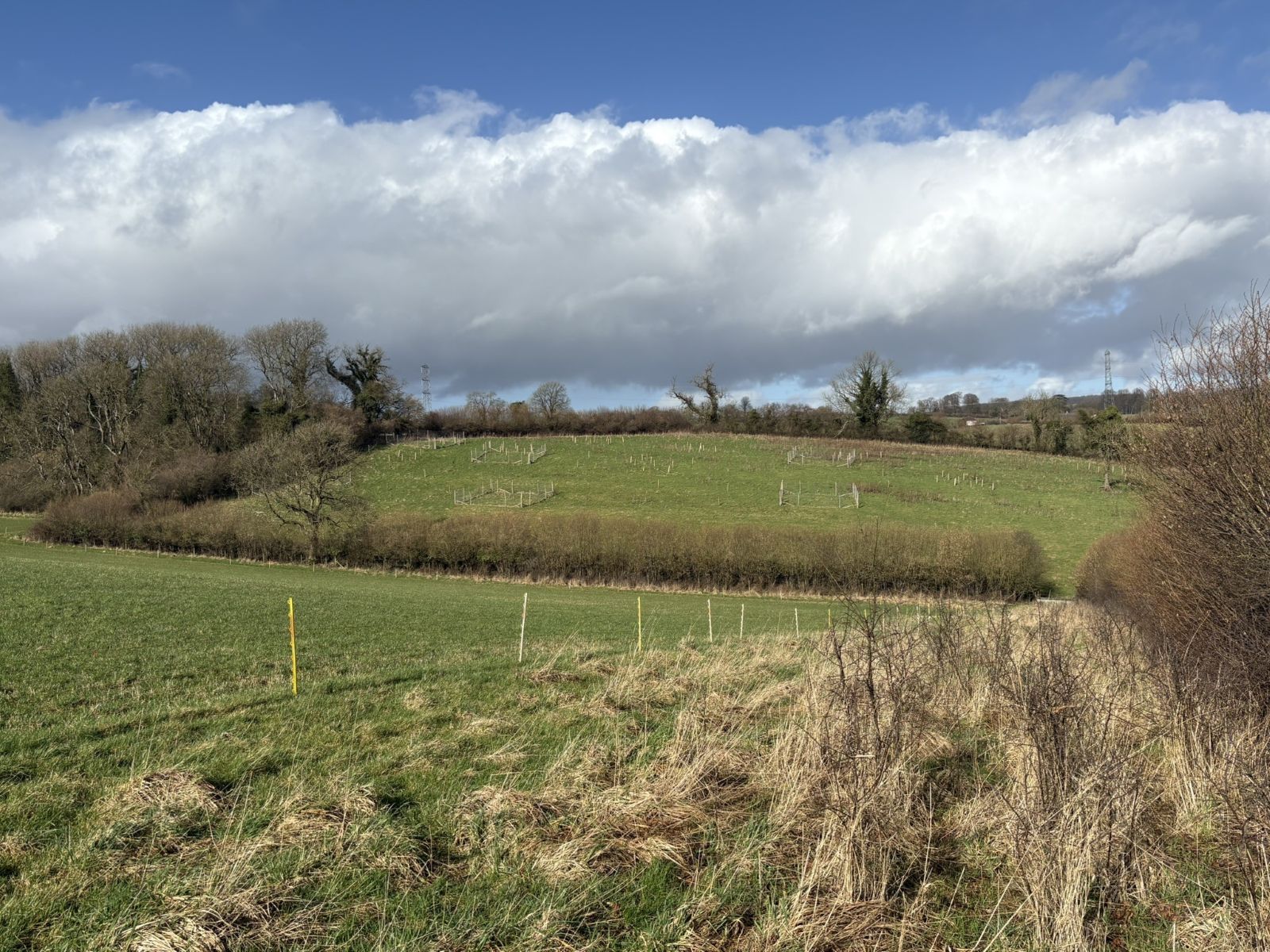 Rolling hills with clusters of tree planting on a hillside, with a blue sky and clouds. 