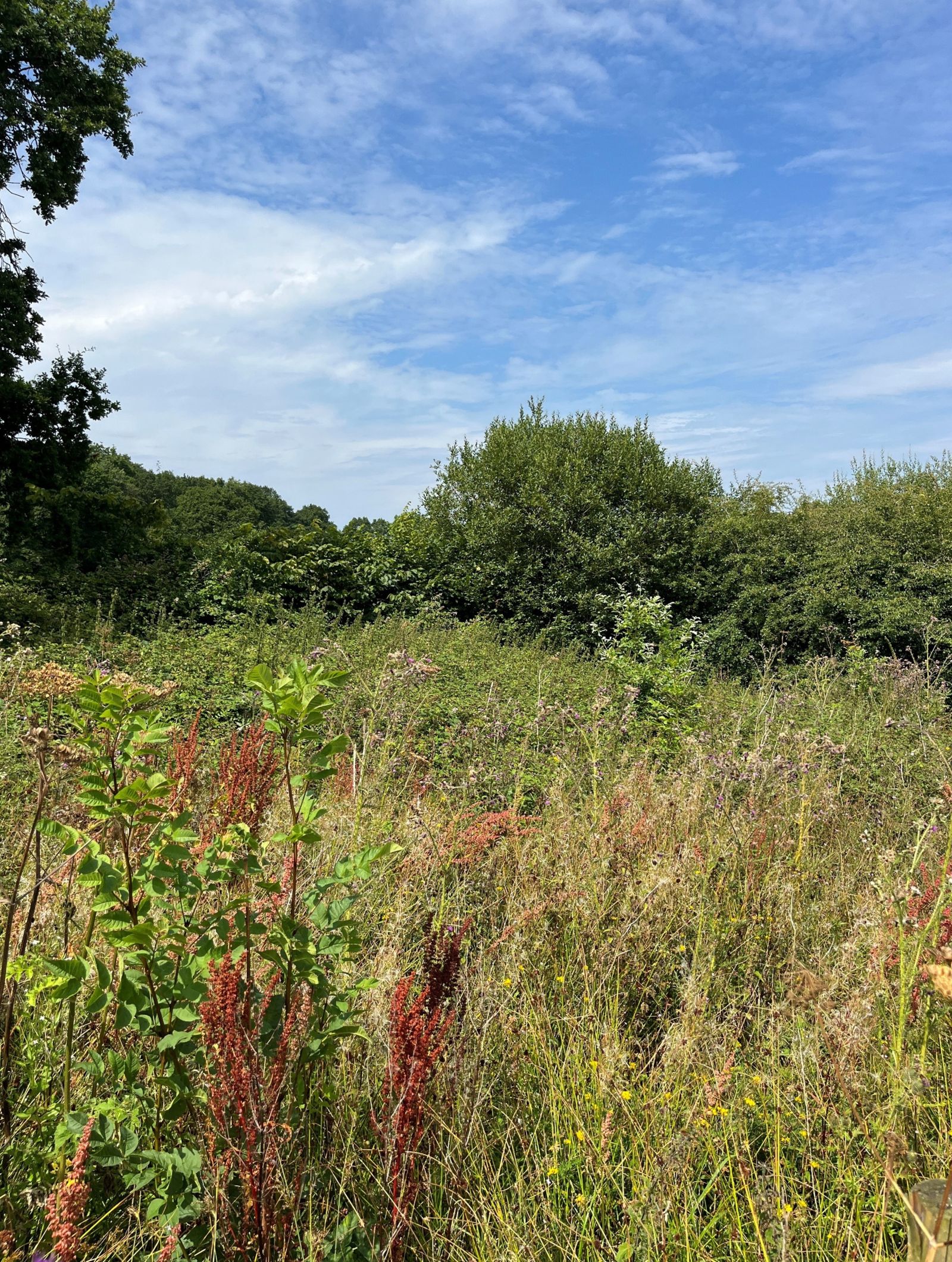 A photograph of trees and a hedgerow.