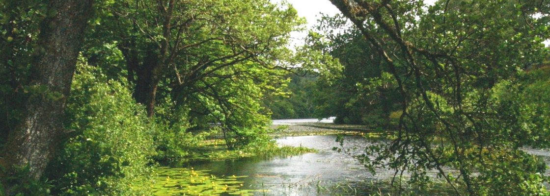 A view of a river with lush green trees on both sides.