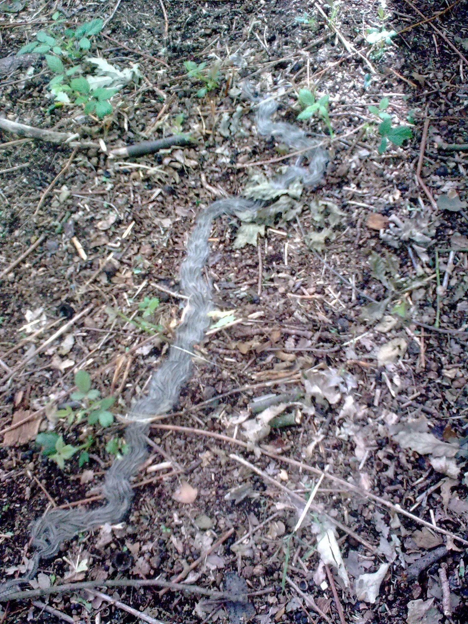 A procession of OPM caterpillars snaking across the ground in an oak woodland.  (Photo: M Townsend)
