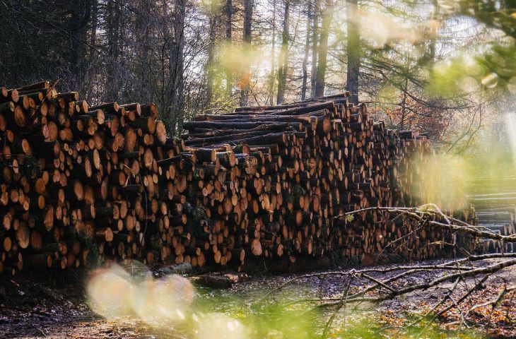 A wood stack with sun shining through foliage in the foreground.