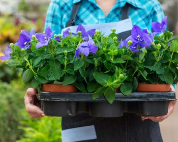 Female florist working at the greenhouse