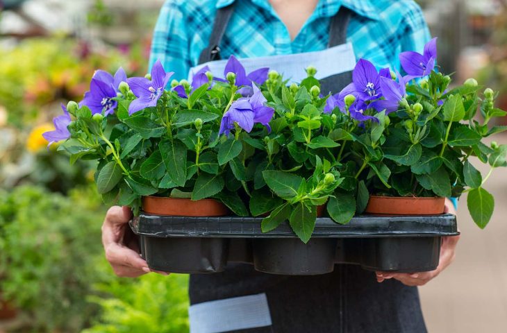 Female florist working at the greenhouse