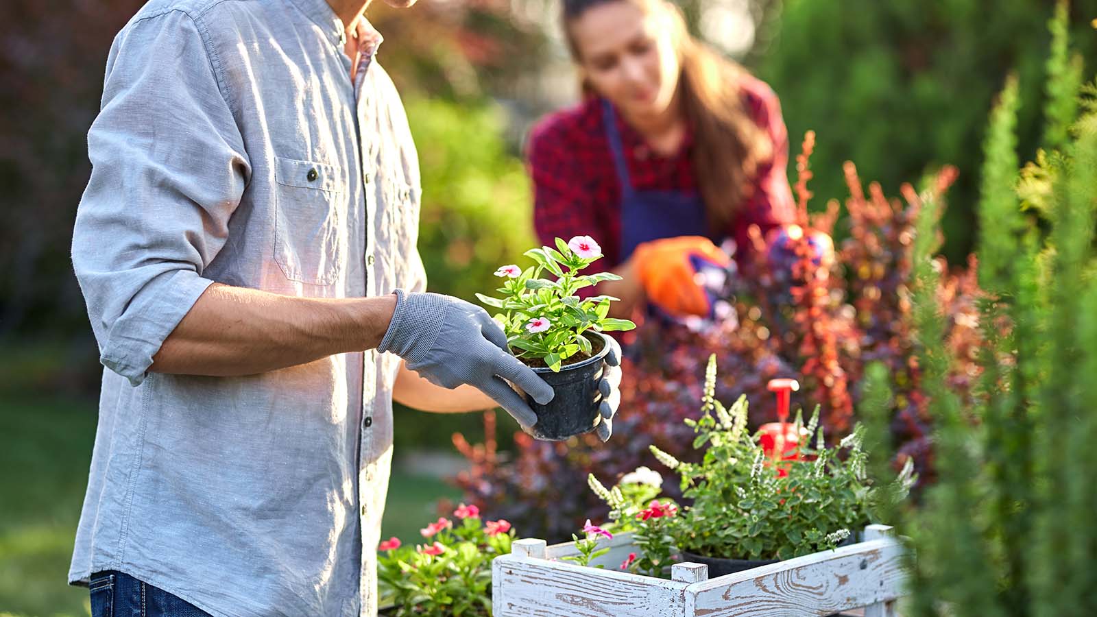 Gardener in garden gloves puts the pots with seedlings in the white wooden box on the table and another gardener prunes plants in the nursery-garden on a sunny day.