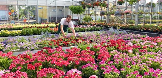 Person growing flowers in a greenhouse of a flower shop