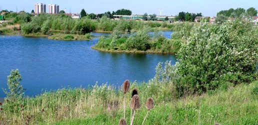 Lake with tower block in distance - plants in forground