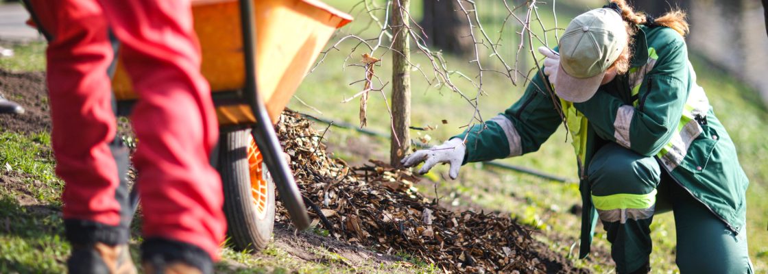 A person planting a tree on some sloped ground, with a person using a wheelbarrow in red work trousers walks towards them.