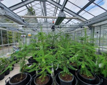 A greenhouse with young saplings on a table.