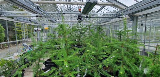 A greenhouse with young saplings on a table.