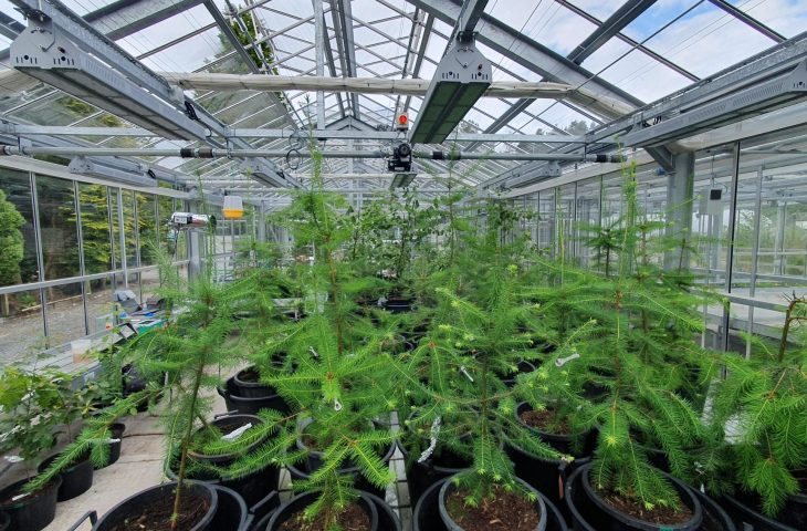 A greenhouse with young saplings on a table.