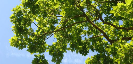 Looking up into the branches of a mature oak tree.