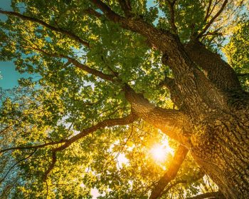 A viewpoint looking up through the canopy of an oak tree with an orange glow from the sun coming through the leaves.