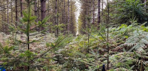 A view from the forest floor looking into a forest of planted conifers.