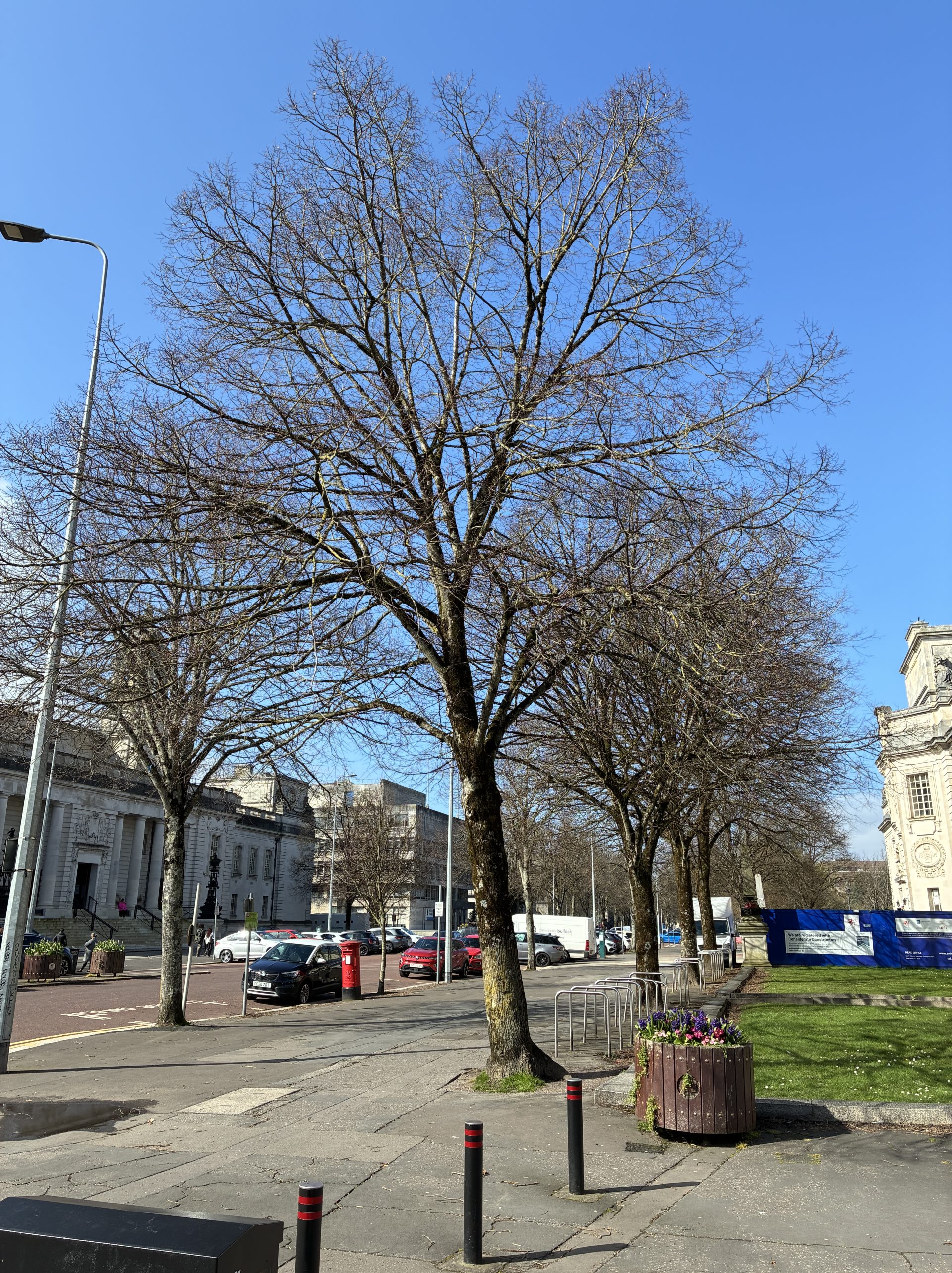 A group of trees in Cardiff city centre.