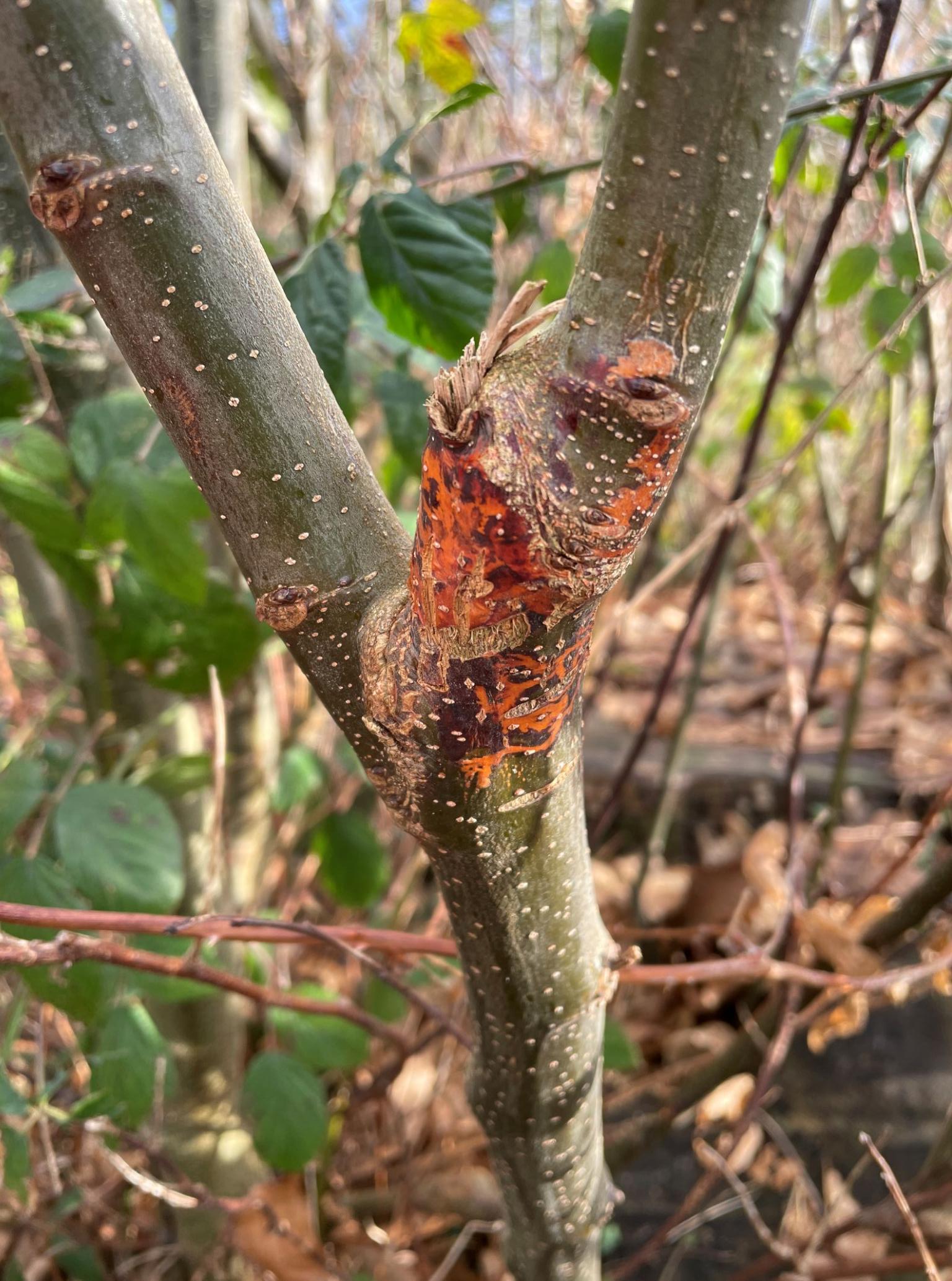 Cryphonectria parasitica canker on a young stem. Copyright Forest Research 