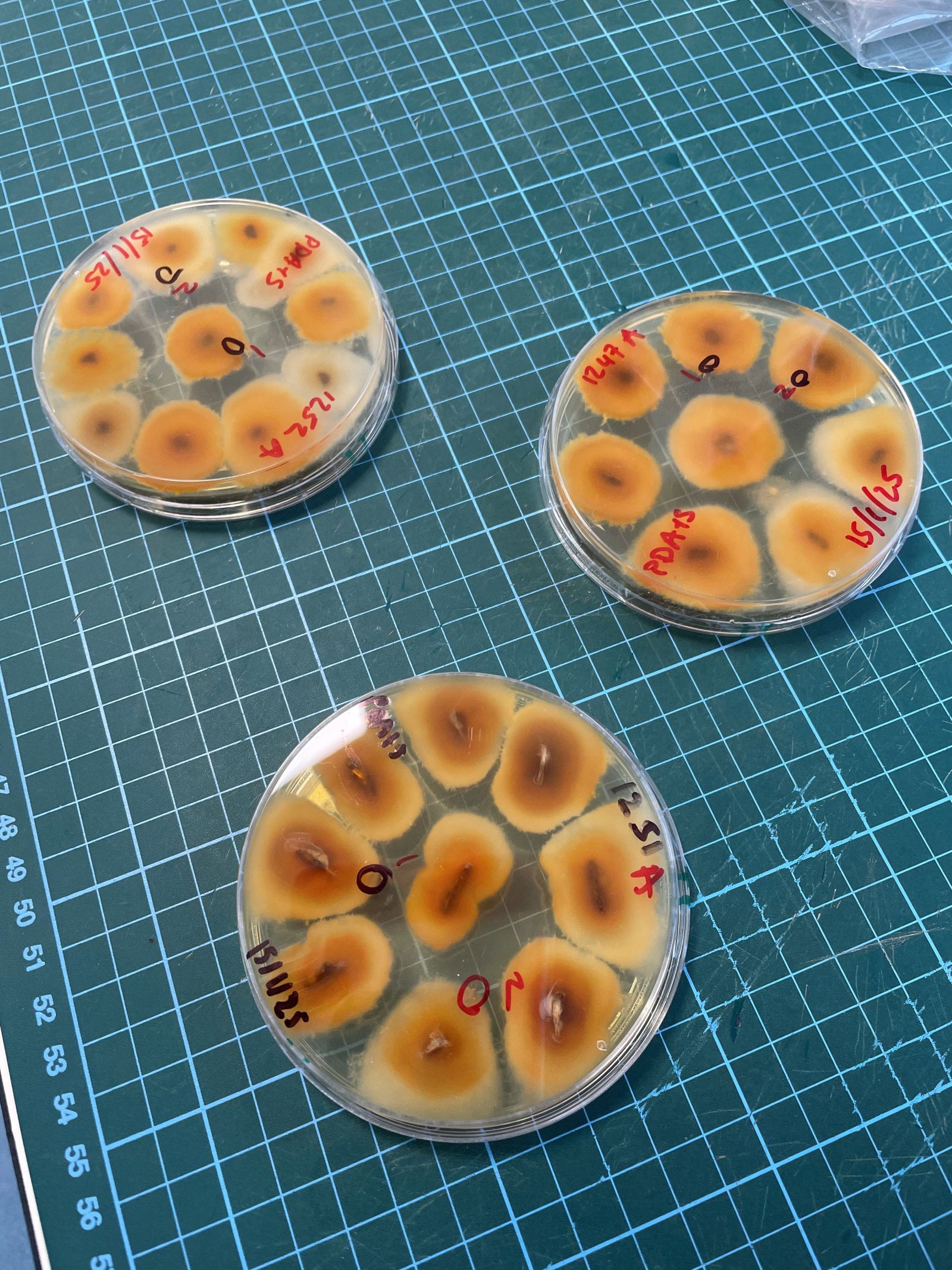Cryphonectria parasitica isolates in the laboratory. Copyright Forest Research. 