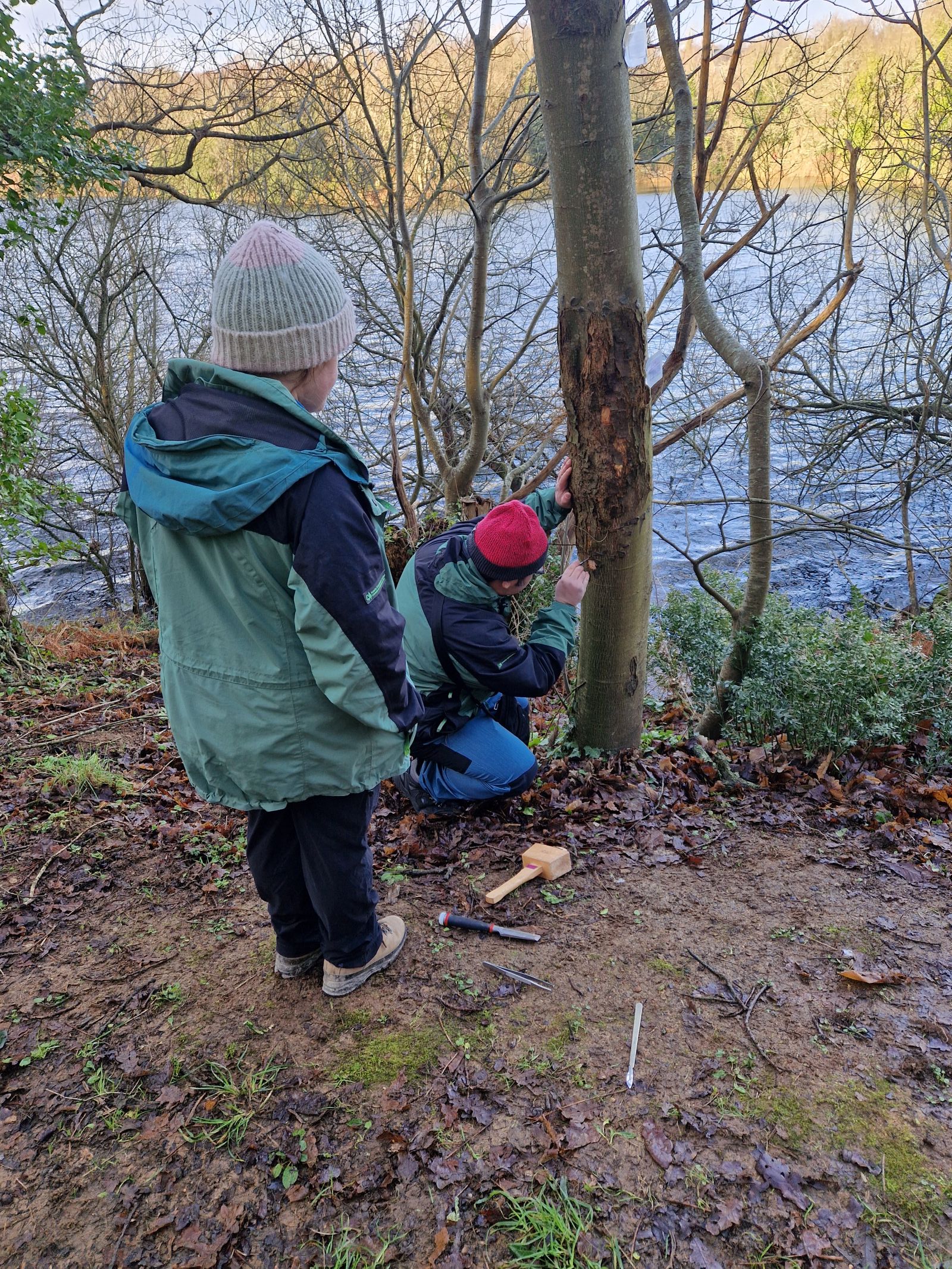 Researchers examining a treated canker in January 2026. Copyright Forest Research, Government of Jersey 