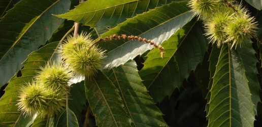 Sweet chestnut tree fruits and leaves.