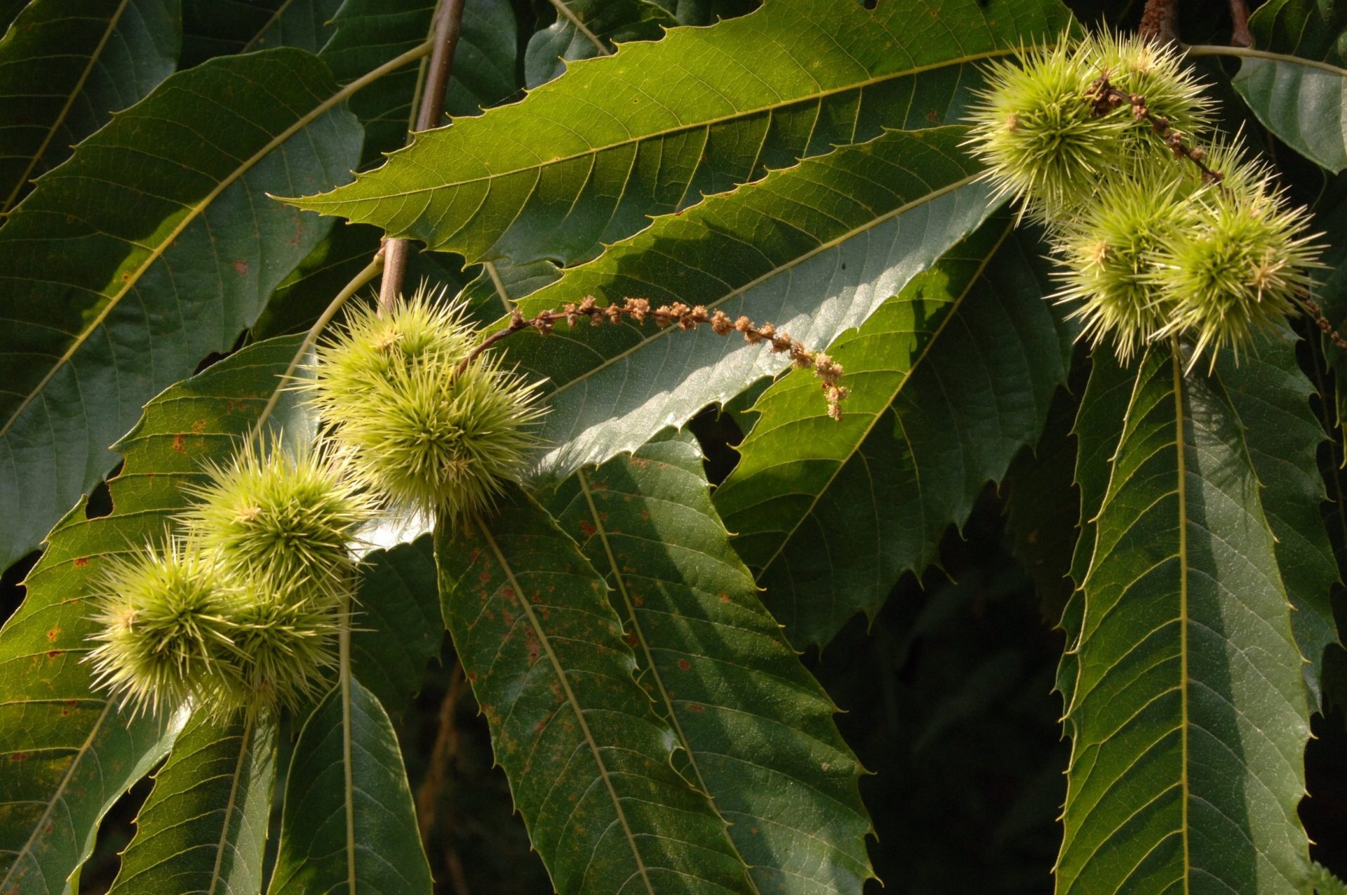 Sweet chestnut tree nuts and leaves.