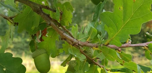 Close up of oak leaves and acorns