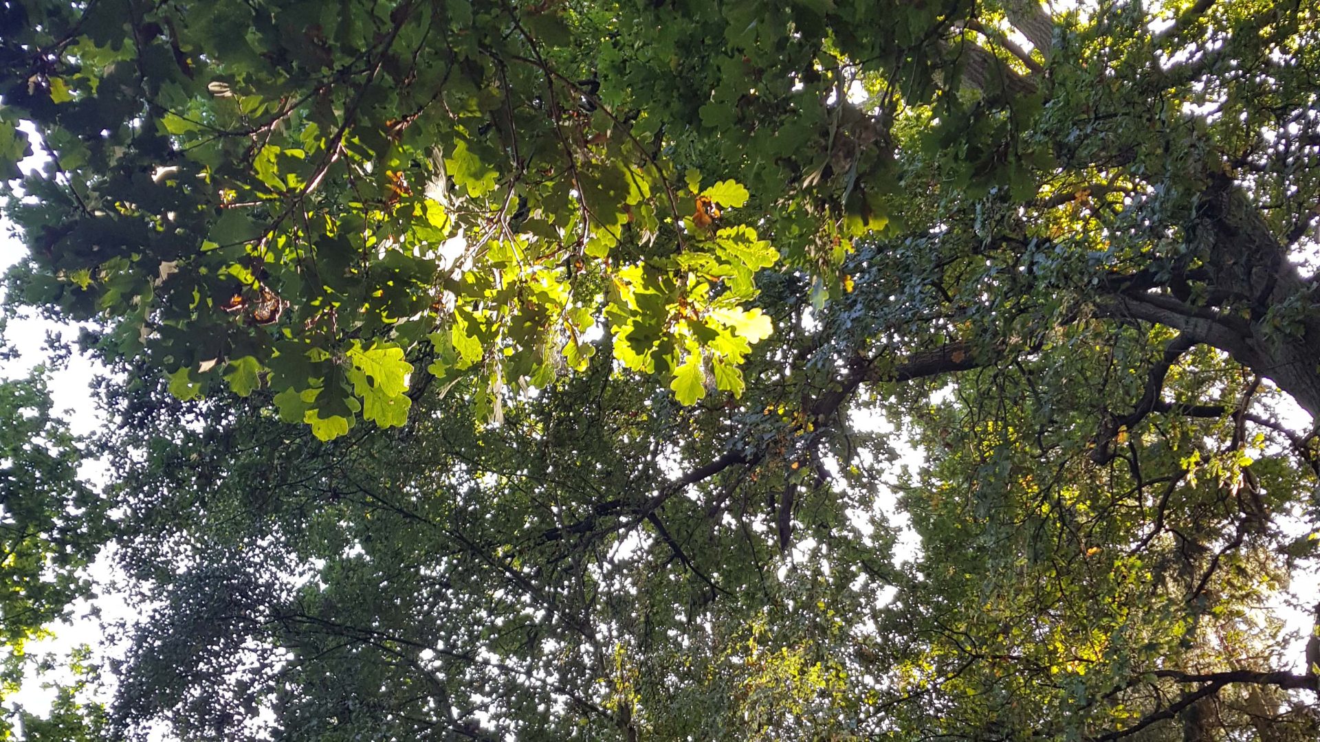 Oak leaves in sunlight