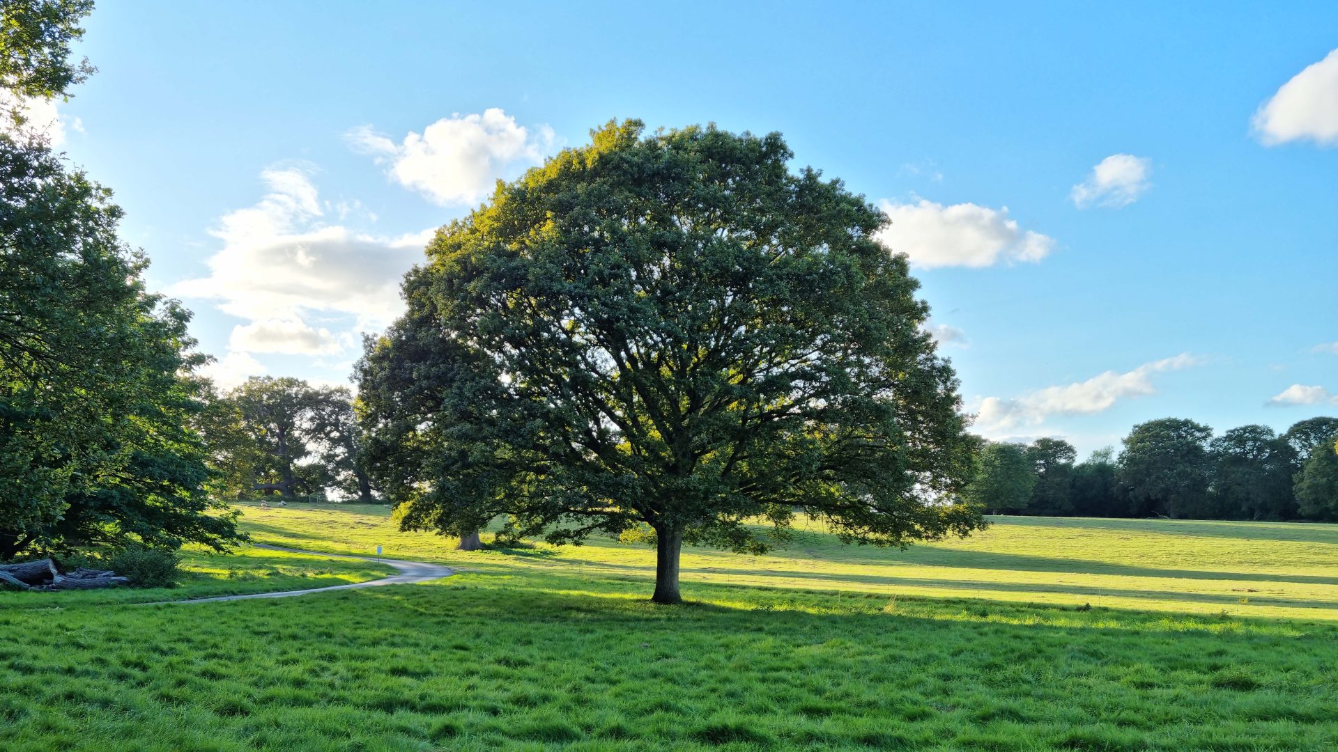 Oak tree in field