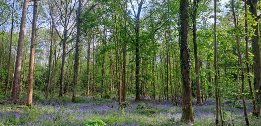 Wood showing continuous cover forestry, with bluebells on the ground