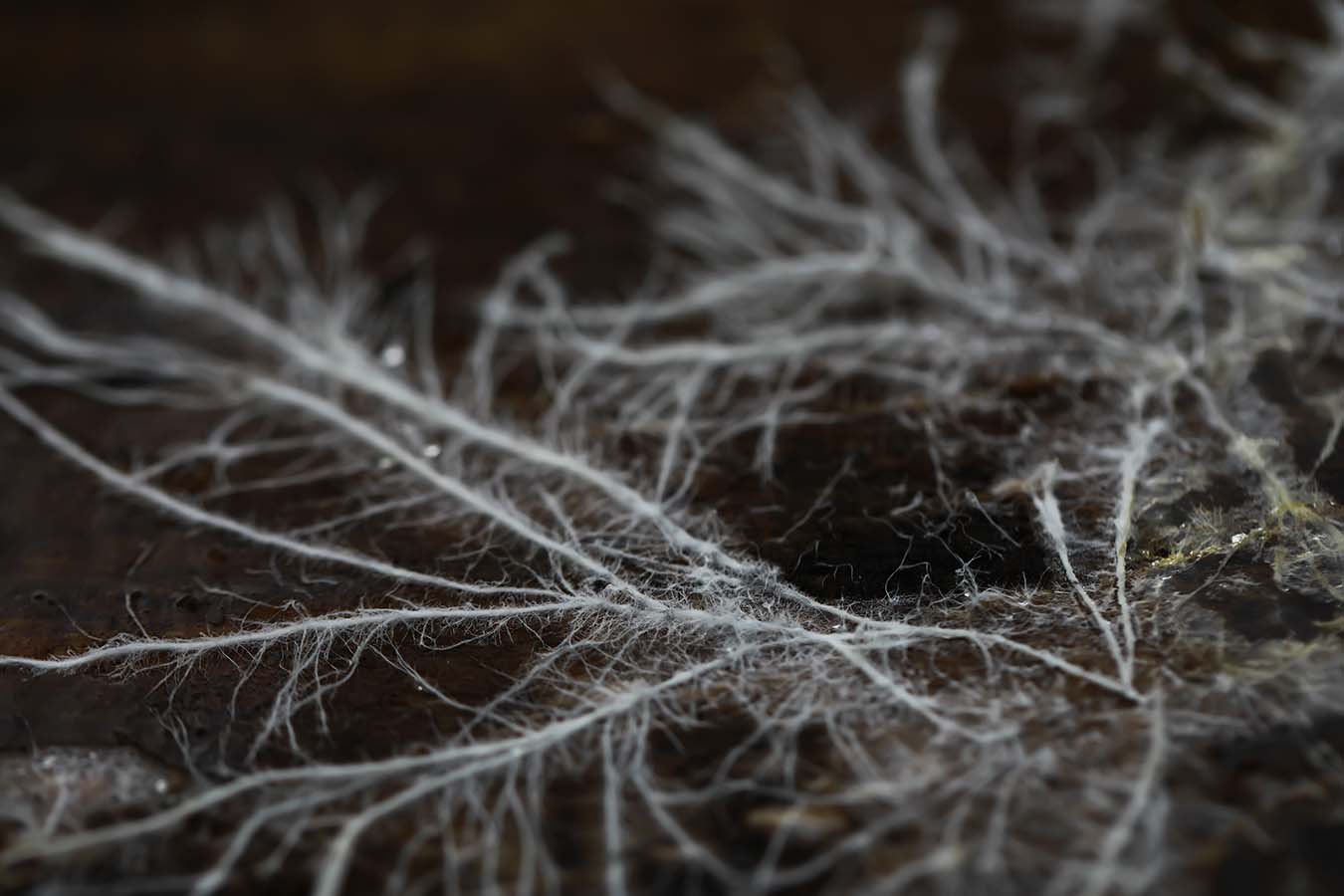 Macro View of Mycelium Network on Dark Forest Floor