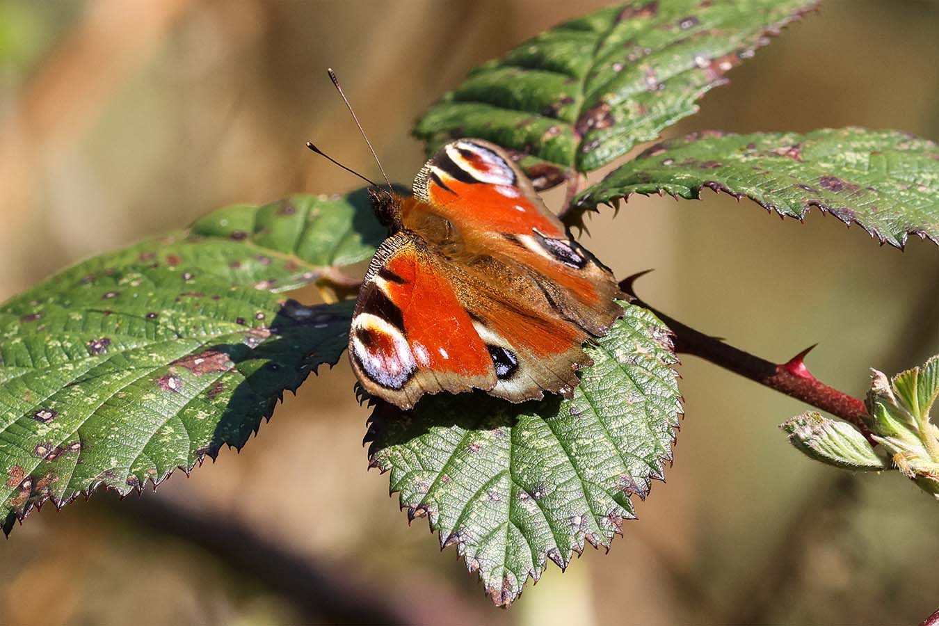 Butterfly on bramble
