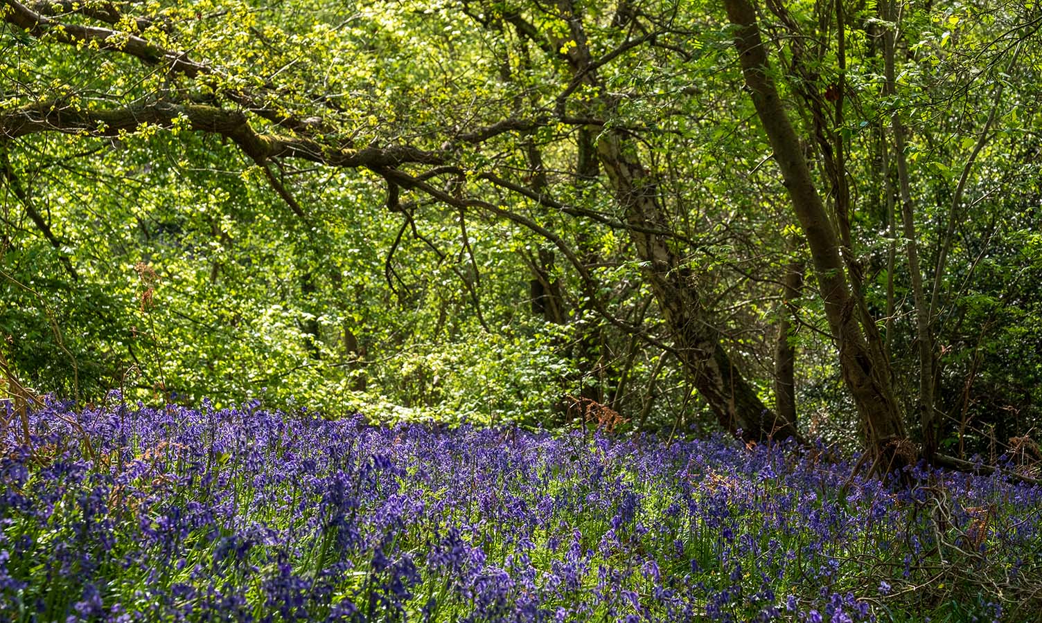 Bluebells in a wood