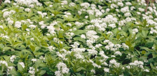 Wild garlic