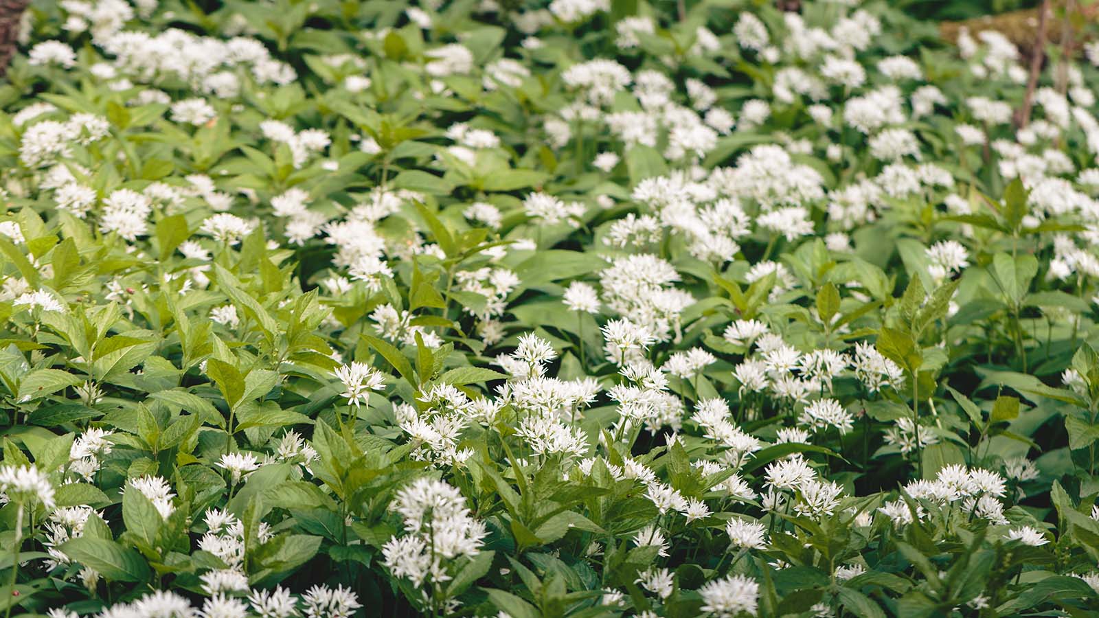 Wild garlic
