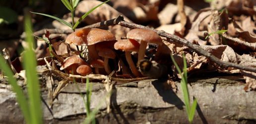 Mushrooms grow on a fallen log surrounded by brown leaves and grass