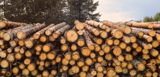 Heap of marked wooden logs outdoors